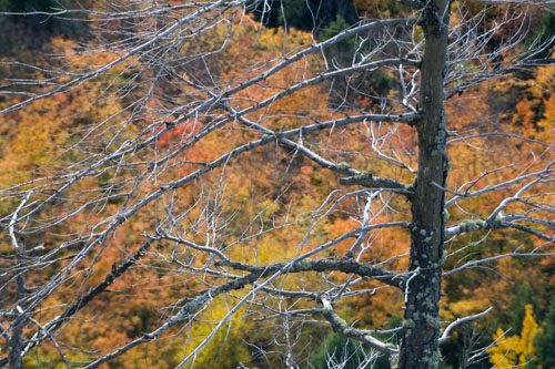 Algonquin05