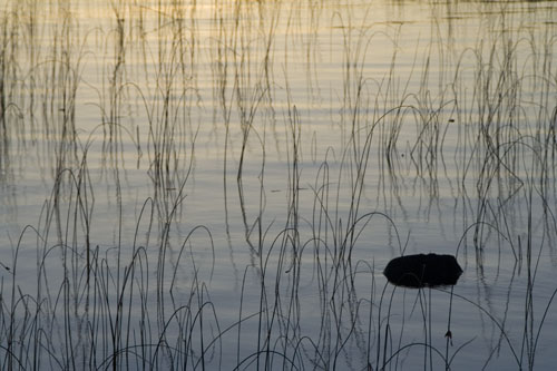 Algonquin08
