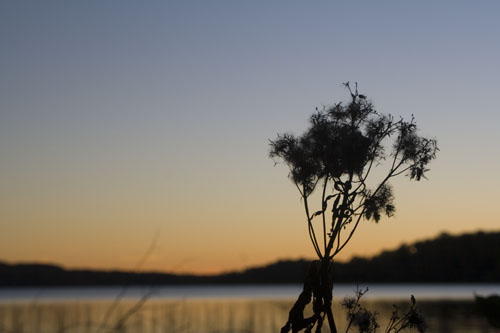 Algonquin10