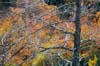 Algonquin05