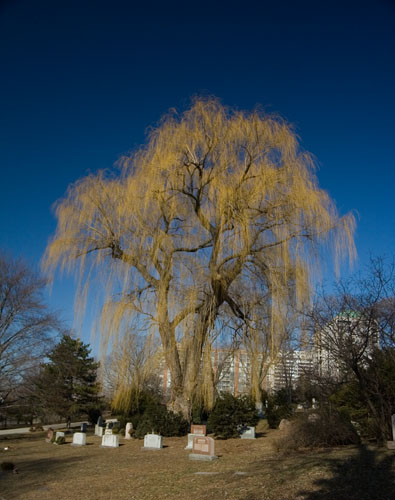 2005JanCemetary08